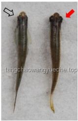 手捏“变异泥鳅”？了解未知水生生物安全处理